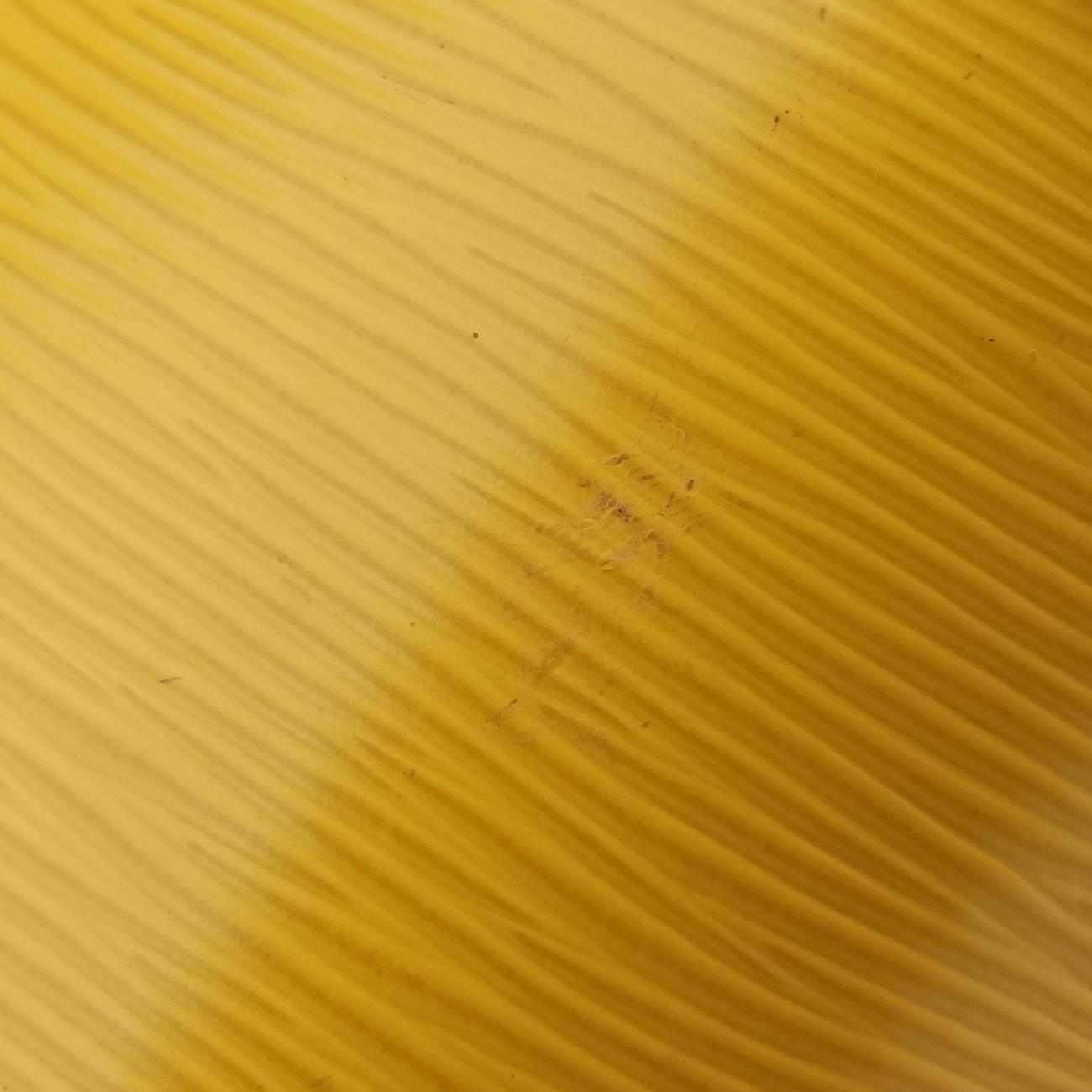 Secondhand Louis Vuitton Alma PM MIMOSA Epi M40951 handbag | stylenewstar