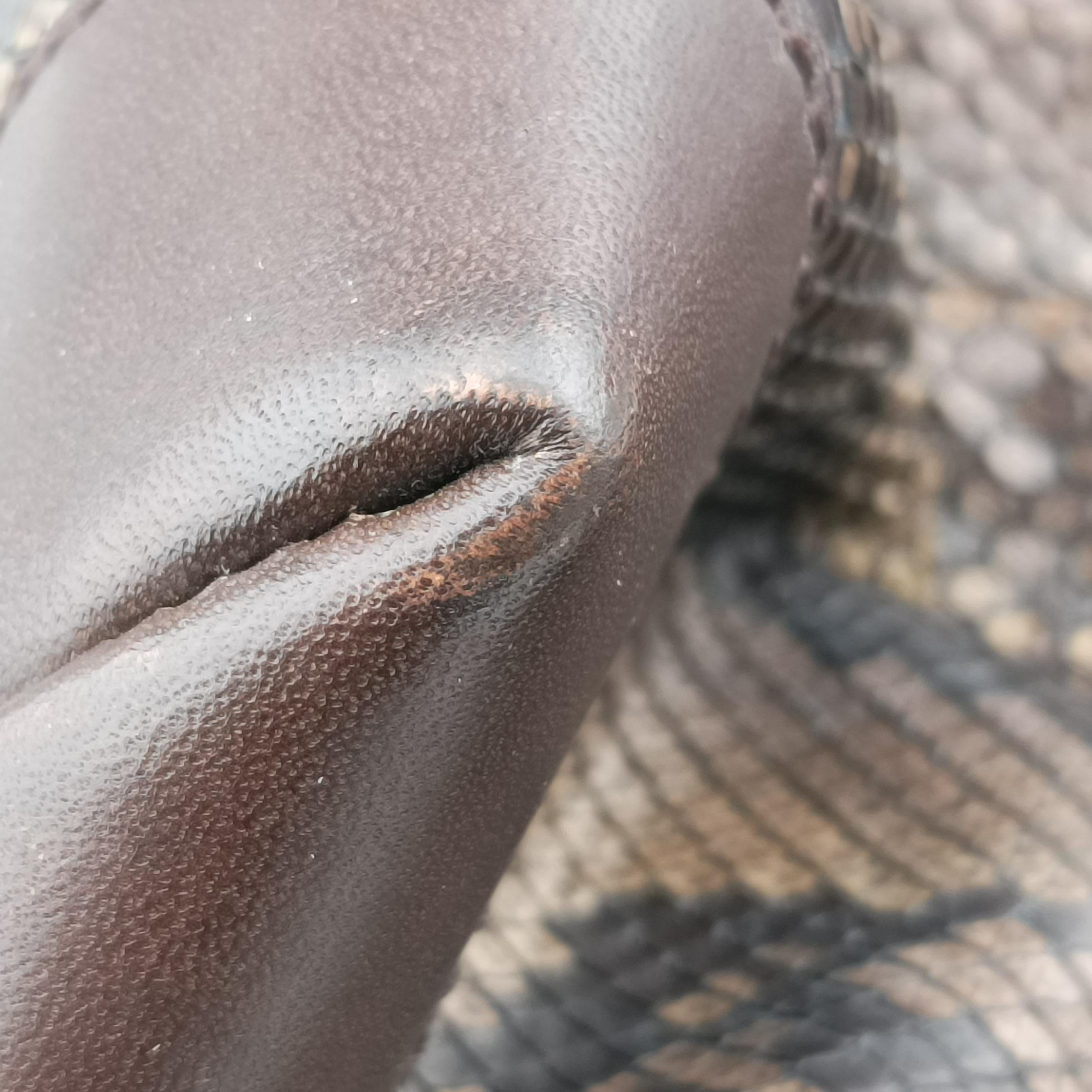 Pre-owned Gucci GG Craft Brown snakeskin 247207 shoulderbag | stylenewstar