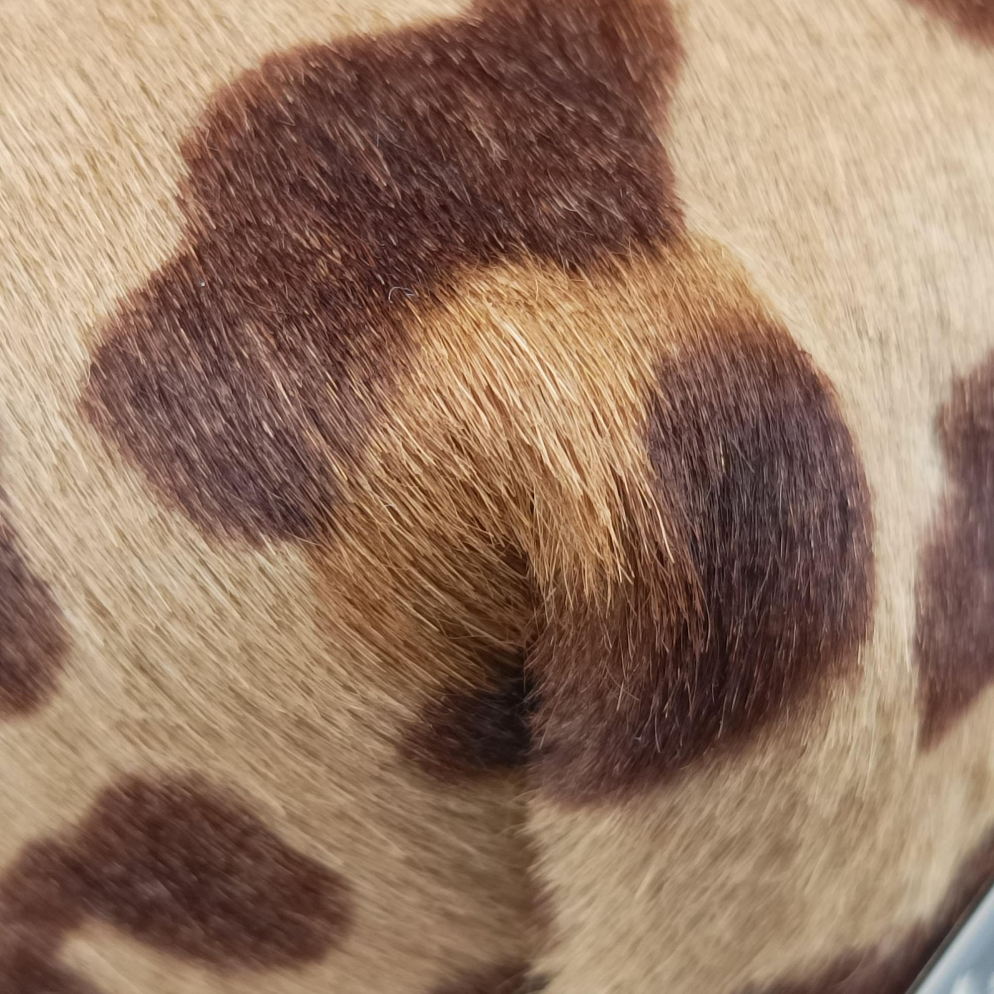 Pre-owned Prada Cheetah Micro Brown x Multicolour ponyhair  handbag | stylenewstar