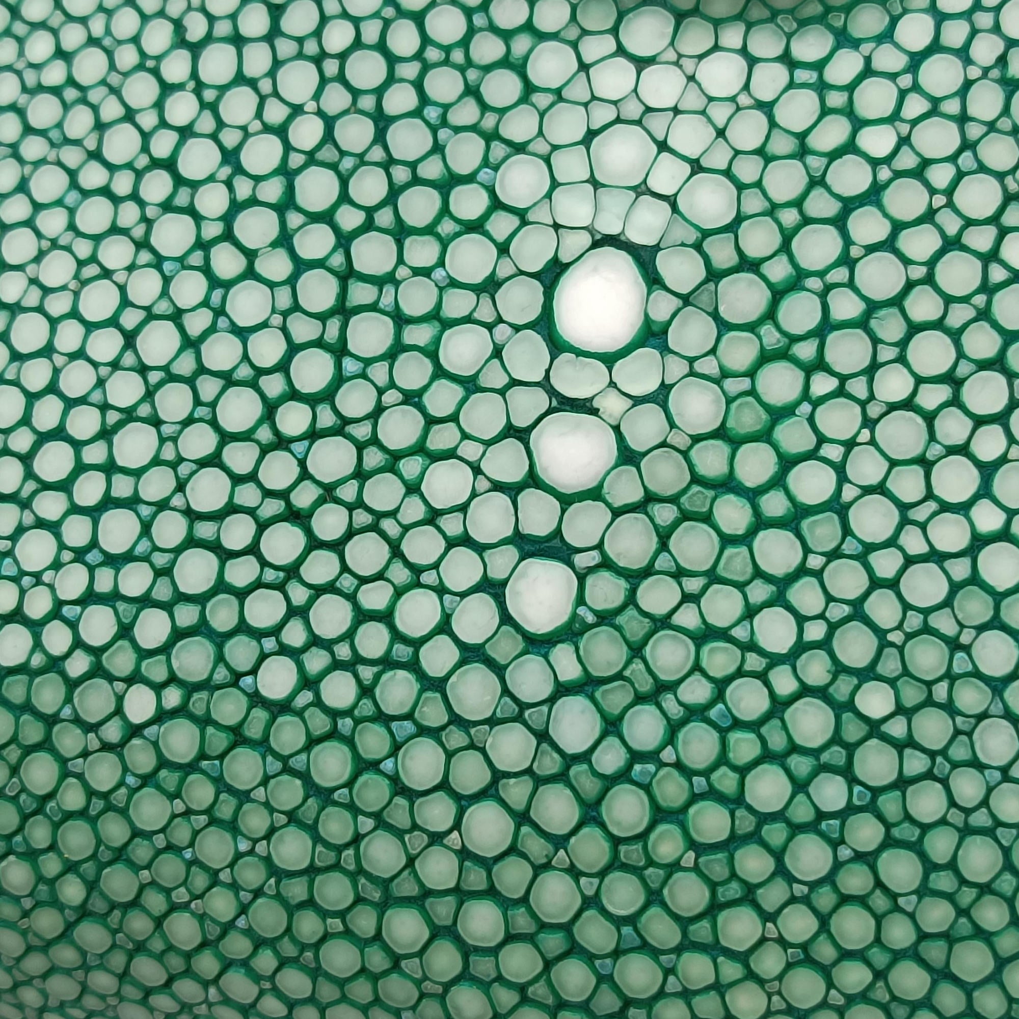 Secondhand Bvlgari Serpenti Green Galuchat Skin×Leather  shoulderbag | stylenewstar